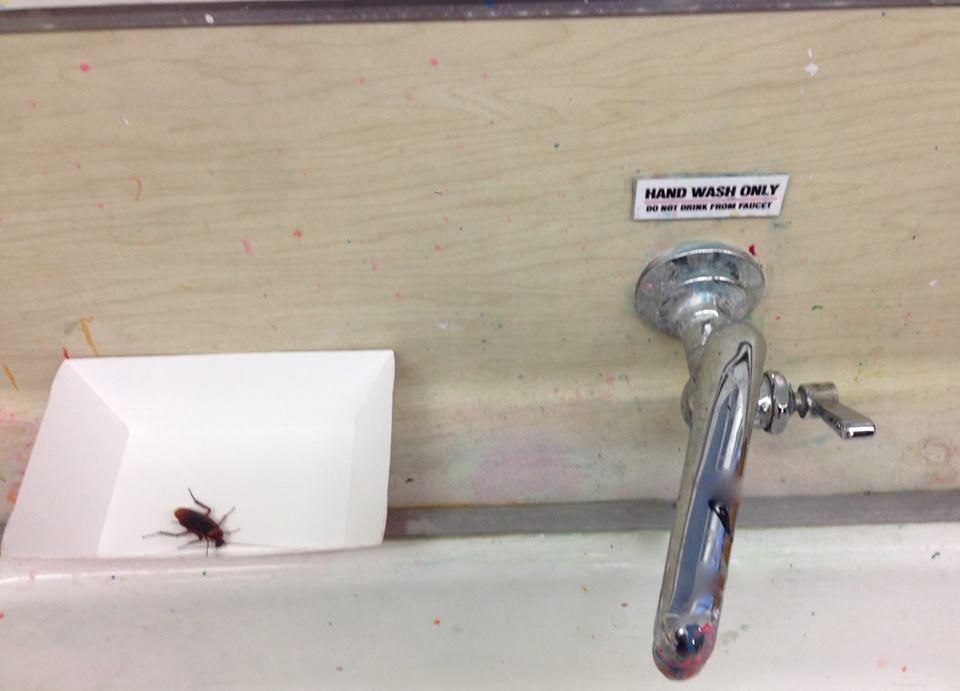 Roach In Sink1 